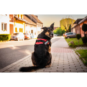 Vsepropejska Security bezpečný postroj pro psa | 51 – 115 cm Barva: Červená, Obvod hrudníku: 85 - 115 cm