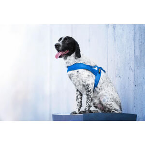 Vsepropejska Kelly pet postroj pro psa | 51 – 72 cm Barva: Modrá, Obvod hrudníku: 61 - 72 cm