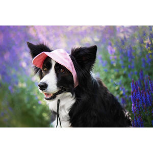 Vsepropejska Mufi kšiltovka pro psa Barva: Růžová, Vzdálenost uší: 7 cm