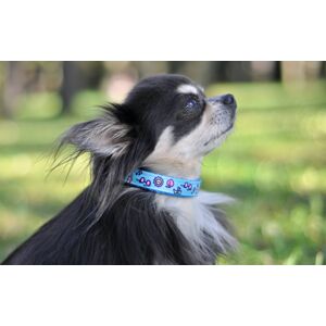 Vsepropejska Blue modrý obojek pro psa Typ: Obojek, Velikost: Obvod krku 33 - 55 cm
